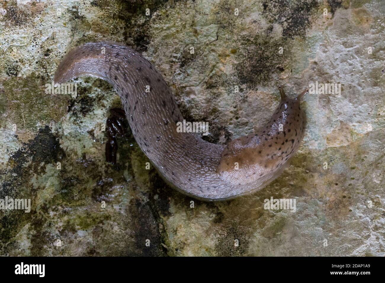 Grand Slug gris (Limax maximus), adulte sur un rocher, Campanie, Italie Banque D'Images