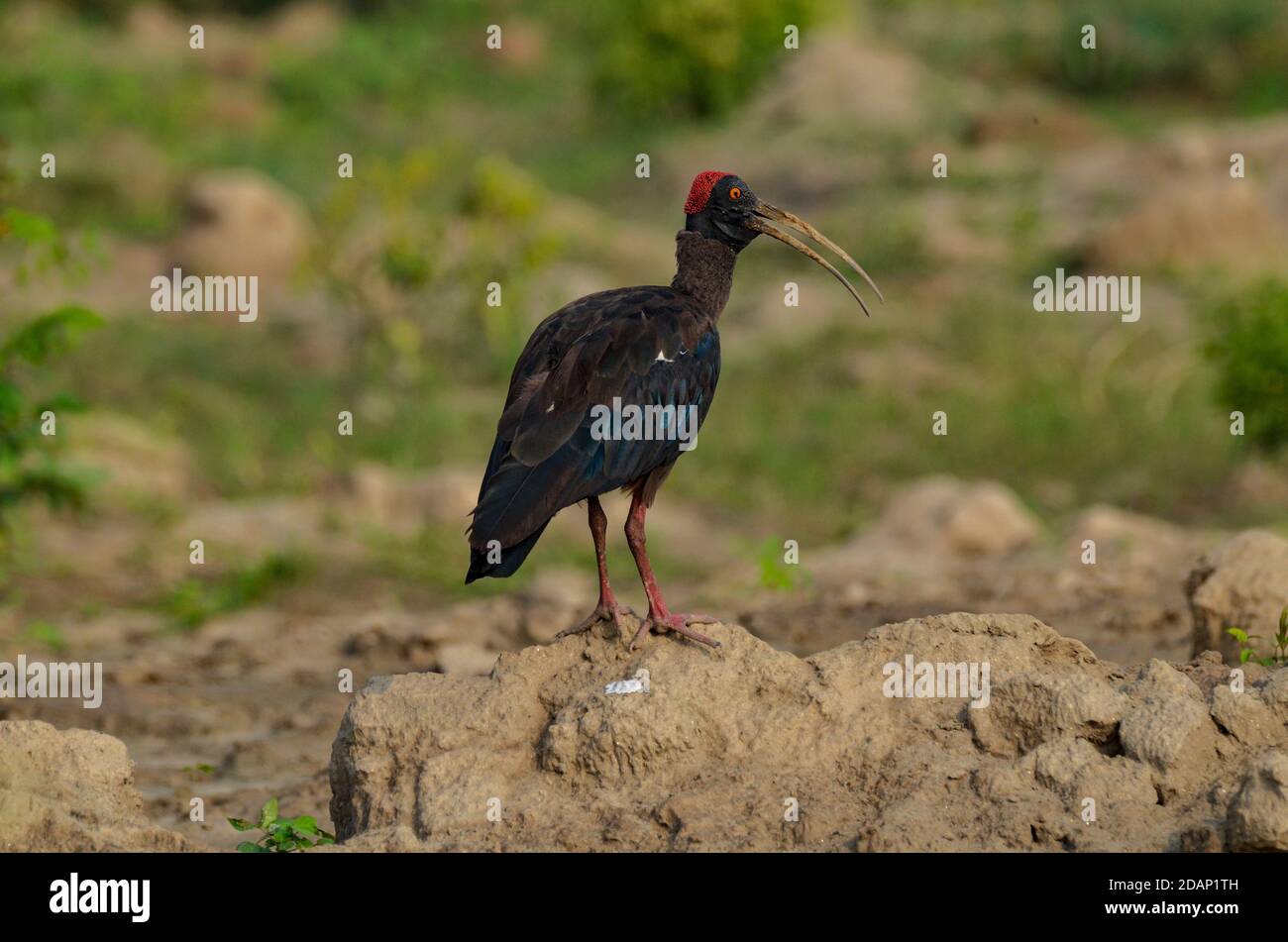 Ibis à la Red-naped, Noida, Inde - 8 septembre 2019 : gros plan d'un Ibis à la Red-naped reposant dans un champ d'herbe verte naturelle à Noida, Uttar Pradesh, Inde. Banque D'Images