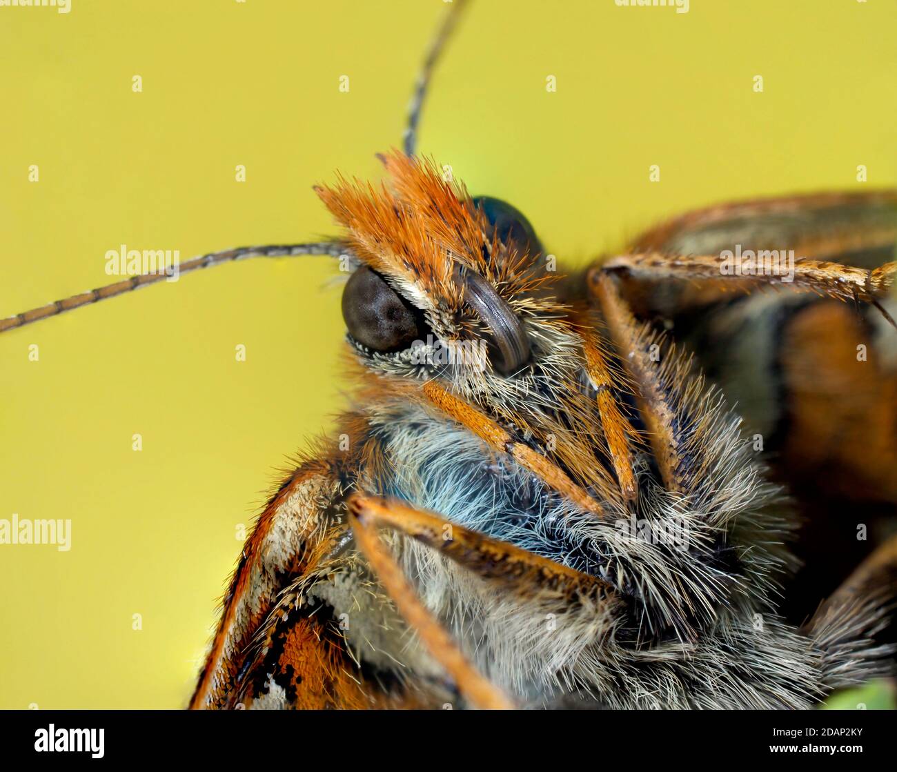 Papillon fritillaire de Marsh, (Euphydryas aurina), Kent UK, gros plan du visage montrant les yeux, le probiscus et les antennes, image de mise au point empilée Banque D'Images