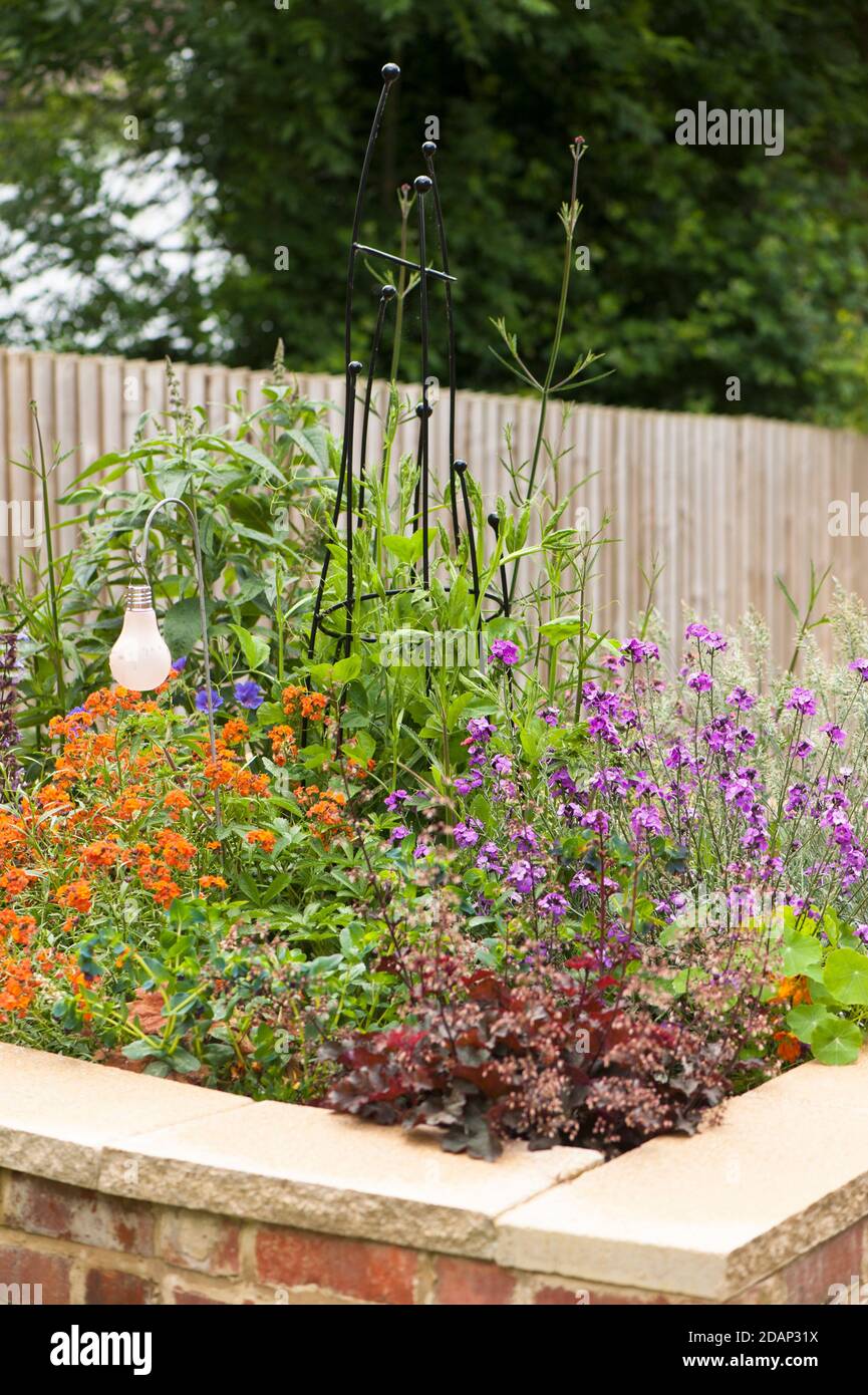 Erysimum 'Apricot Delight' et Erysimum linifolium 'Super Bowl mauve' en fleur dans un lit de jardin surélevé mixte. Banque D'Images