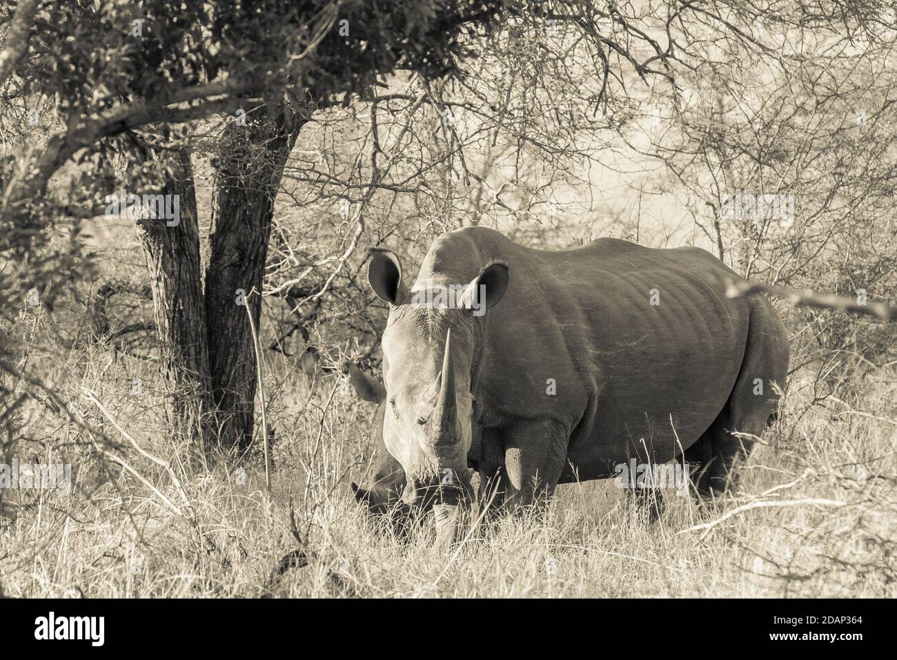 Gros plan sur les rhinocéros blancs dans le parc national Kruger Banque D'Images