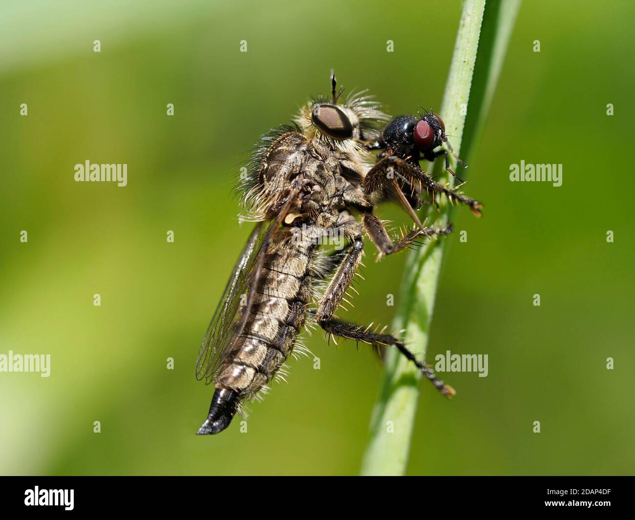 Robberfly (Machimus cingulatus) se nourrissant à la mouche, Sandwich Bay, Kent, Royaume-Uni, image de foyer empilée Banque D'Images