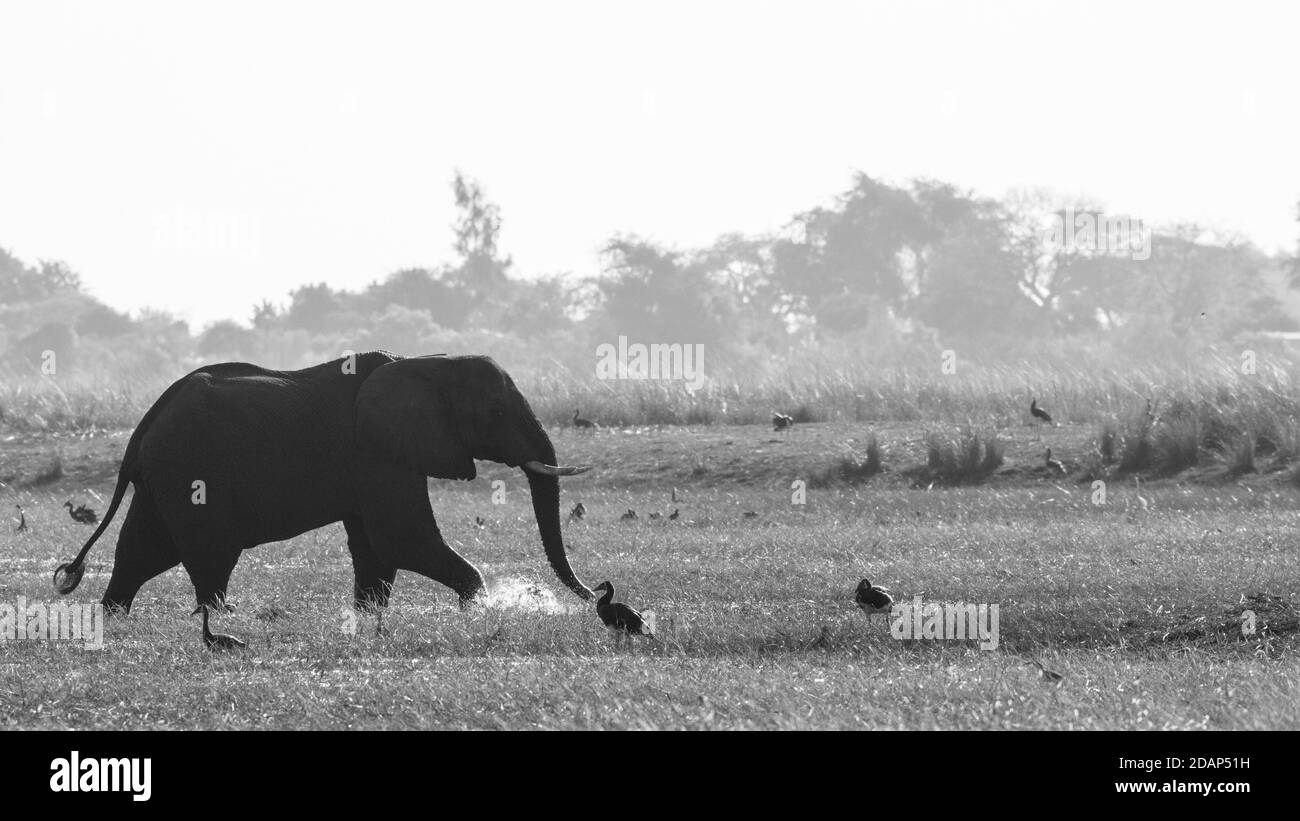 Gros plan sur l'éléphant, Loxodonta africana, parc national Kruger Banque D'Images