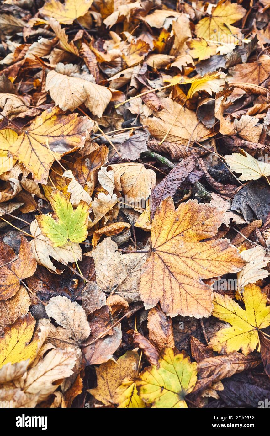 Feuilles d'automne sur le sol, fond de nature coloré, mise au point sélective. Banque D'Images
