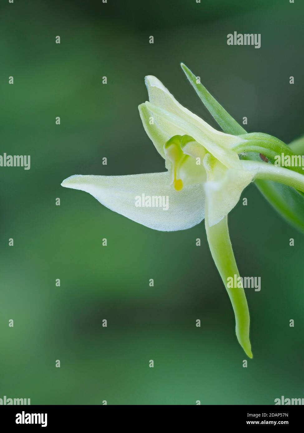 Grand papillon-orchidée (Platanthera chlorantha), plante localement rare, rives de fraise, Kent Downland, Royaume-Uni, image de foyer empilée Banque D'Images