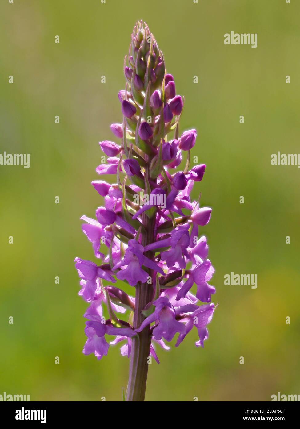 Orchidées odorantes (Gymnadenia conopsea), berges de la fraise, Kent  Downland, Royaume-Uni, image de mise au point empilée Photo Stock - Alamy