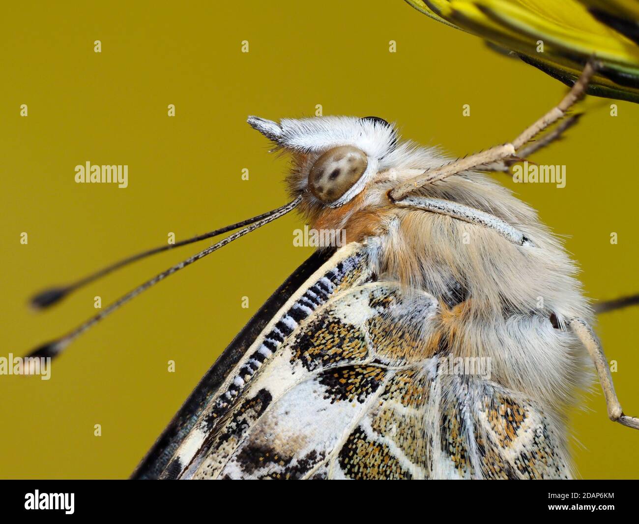 Painted Lady Butterfly, (Vanessa cardui), Kent, Royaume-Uni, gros plan montrant les yeux et les antennes, reposant sur la fleur de pissenlit, jardin, image de mise au point empilée Banque D'Images
