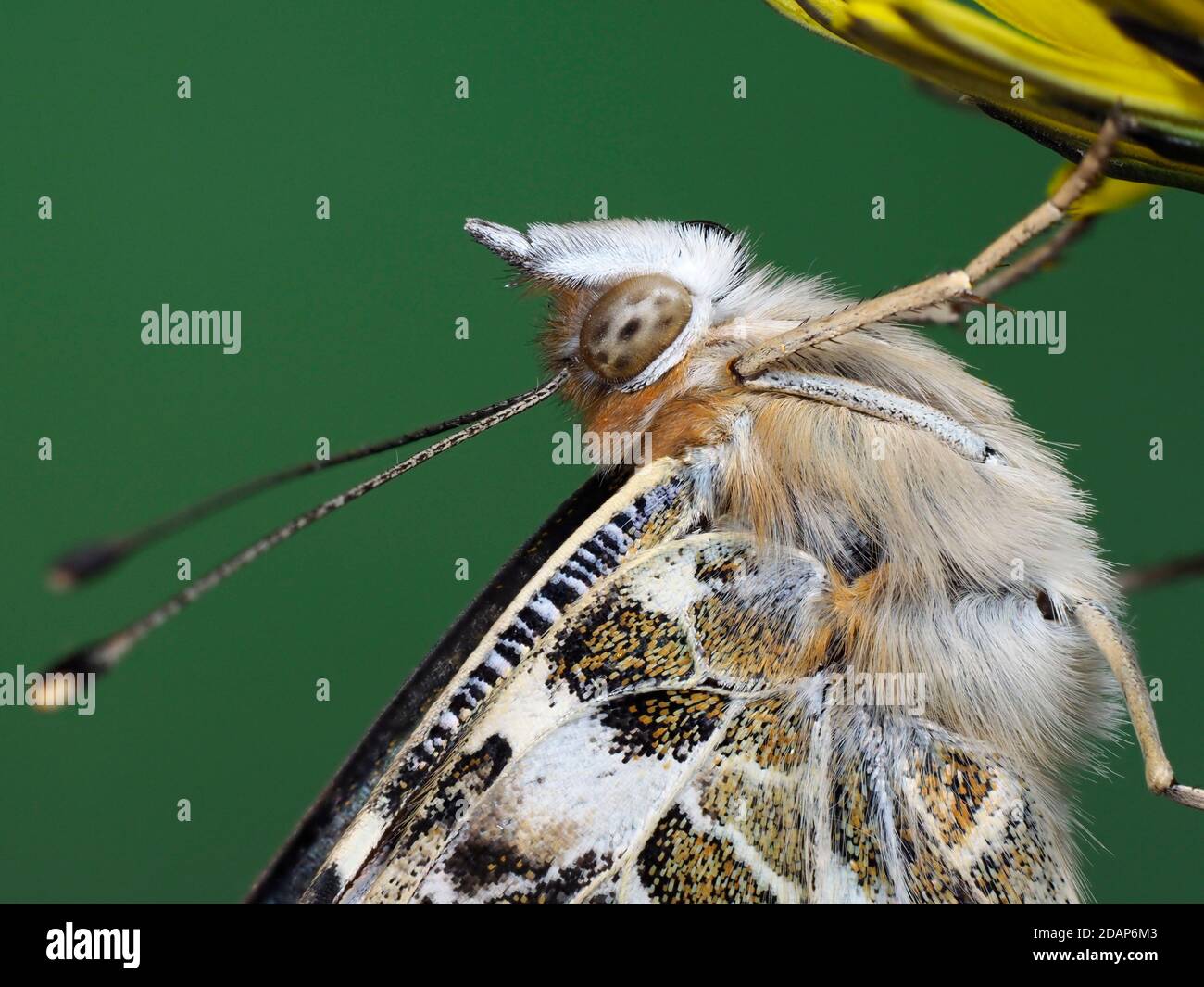 Painted Lady Butterfly, (Vanessa cardui), Kent, Royaume-Uni, gros plan montrant les yeux et les antennes, reposant sur la fleur de pissenlit, jardin, image de mise au point empilée Banque D'Images