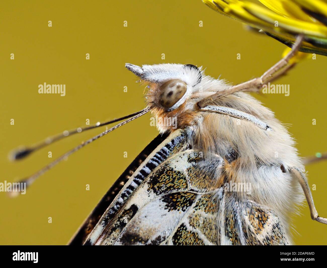 Painted Lady Butterfly, (Vanessa cardui), Kent, Royaume-Uni, gros plan montrant les yeux et les antennes, reposant sur la fleur de pissenlit, jardin, image de mise au point empilée Banque D'Images