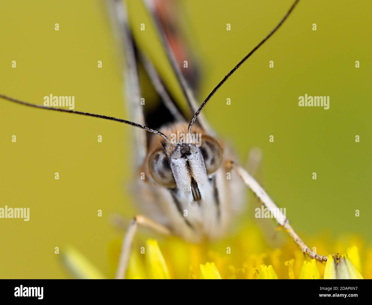Painted Lady Butterfly, (Vanessa cardui), Kent, Royaume-Uni, gros plan montrant les yeux et les antennes, reposant sur la fleur de pissenlit, jardin, image de mise au point empilée Banque D'Images
