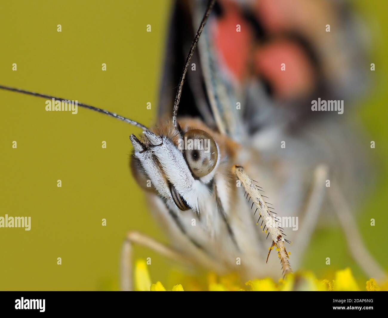 Painted Lady Butterfly, (Vanessa cardui), Kent, Royaume-Uni, gros plan montrant les yeux et les antennes, reposant sur la fleur de pissenlit, jardin, image de mise au point empilée Banque D'Images