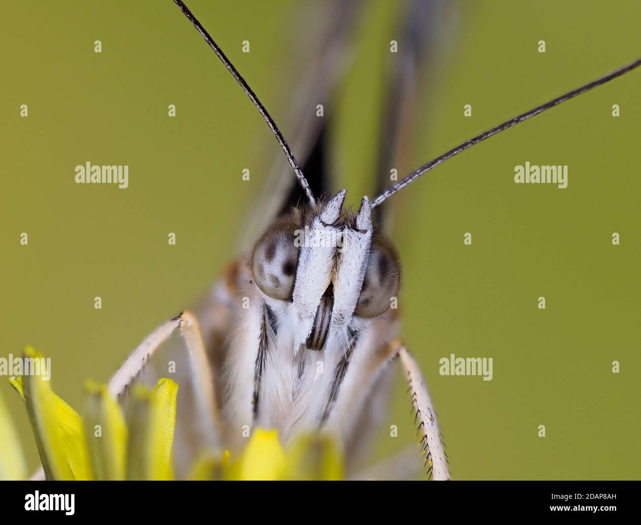 Painted Lady Butterfly, (Vanessa cardui), Kent, Royaume-Uni, gros plan montrant les yeux et les antennes, reposant sur la fleur de pissenlit, jardin, image de mise au point empilée Banque D'Images
