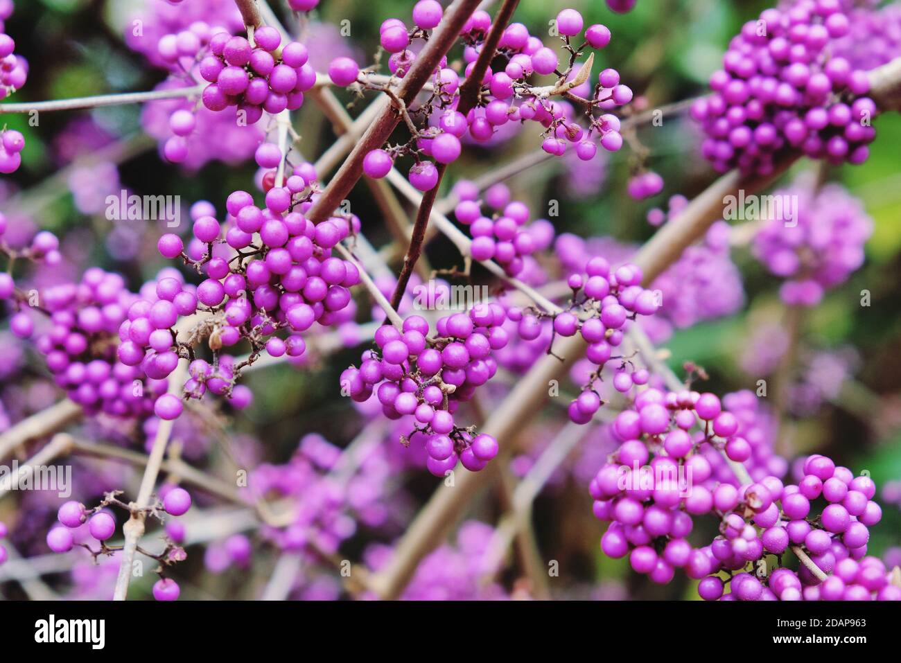 Callicarpa bodinieri, violet 'Imperial Pearl' en fleur Banque D'Images