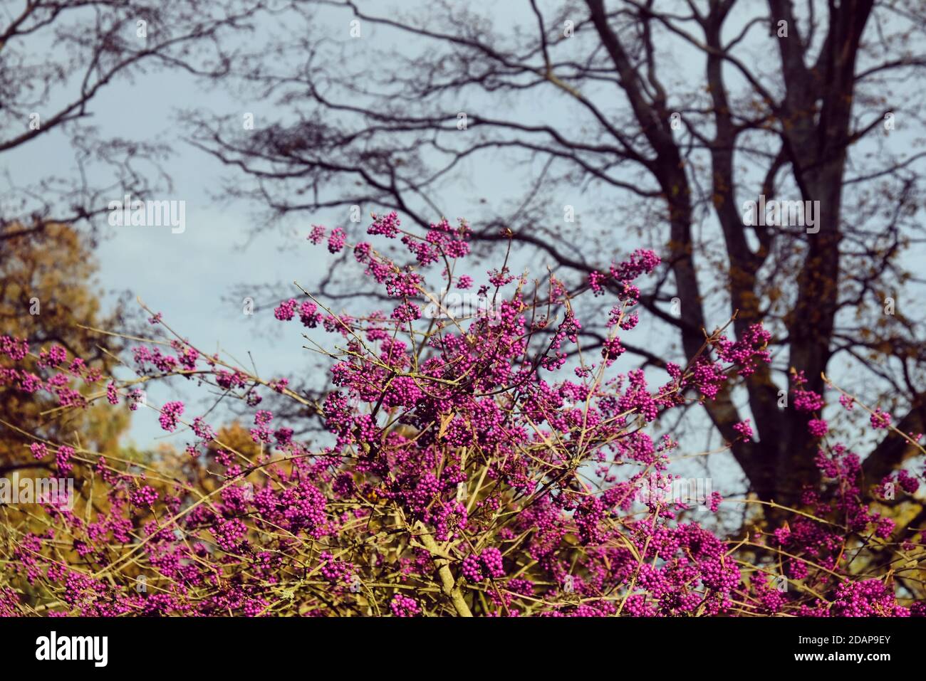 Callicarpa bodinieri, violet 'Imperial Pearl' en fleur Banque D'Images