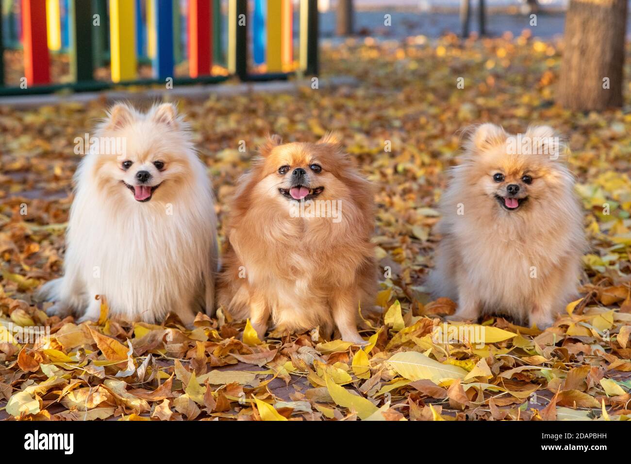 La famille du chien spitz pomeranien mignon marche sur les feuilles jaunes un parc d'automne Banque D'Images