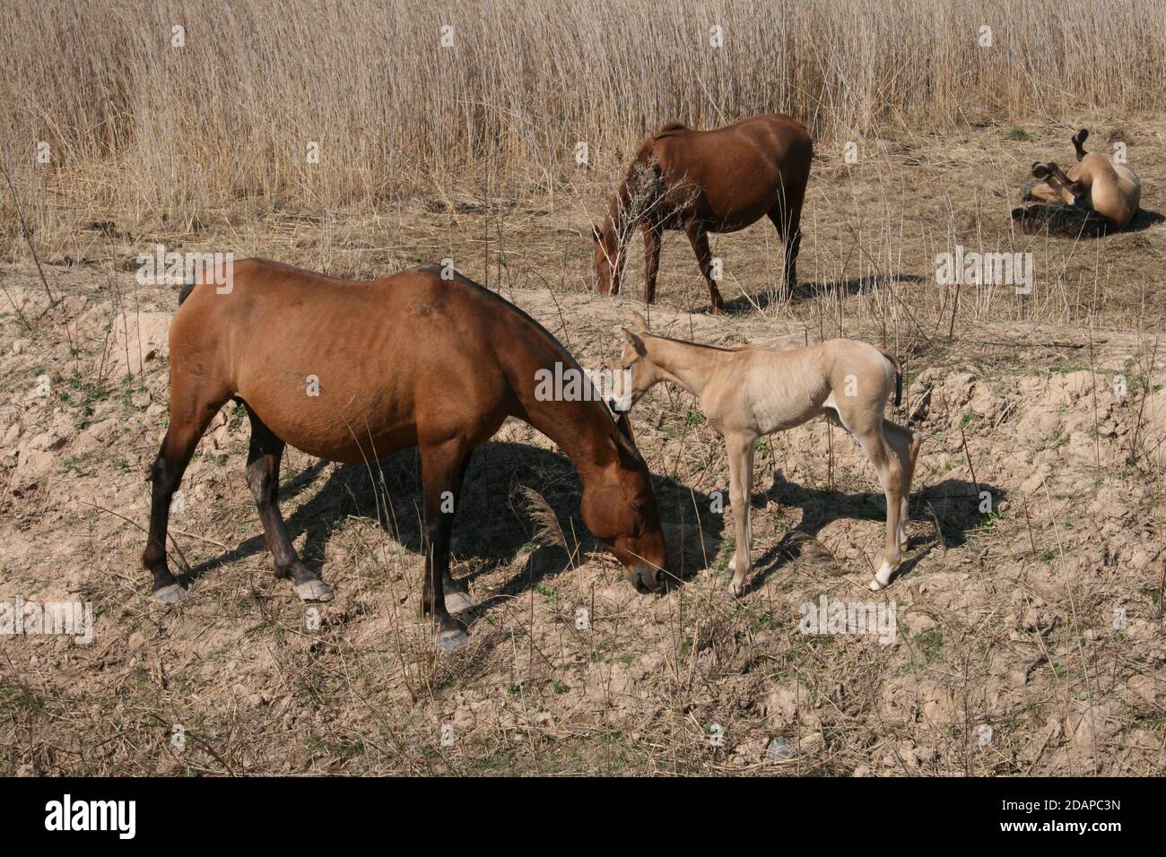 chevaux paître dans le delta de la rivière llobregat Banque D'Images