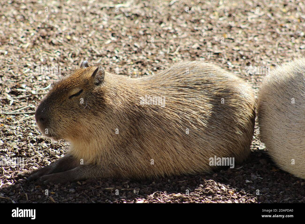 bain de soleil au capybara le jour ensoleillé de mars Banque D'Images