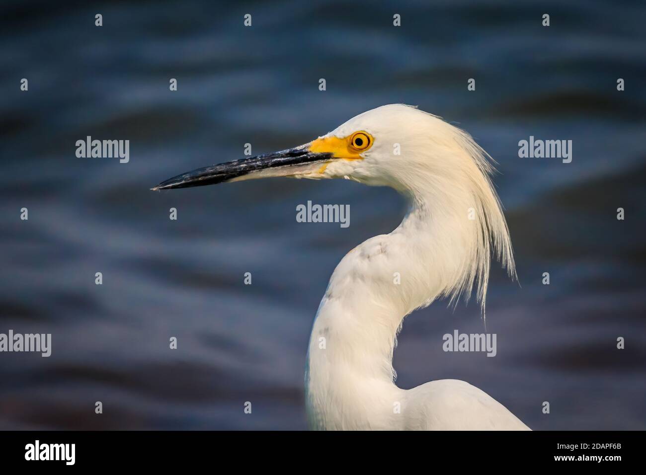 Aigrette enneigée (Egretta thula) Sur la rive du lac Hefner à Oklahoma City Banque D'Images