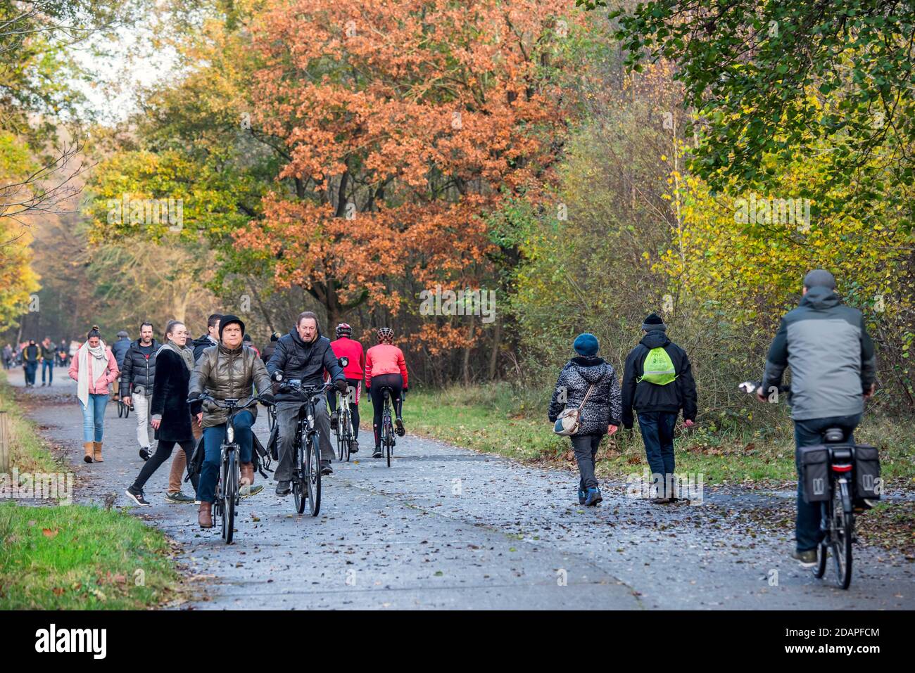Randonneurs / familles marchant et faisant du vélo le long de la route forestière à woodland pendant le week-end d'automne Banque D'Images