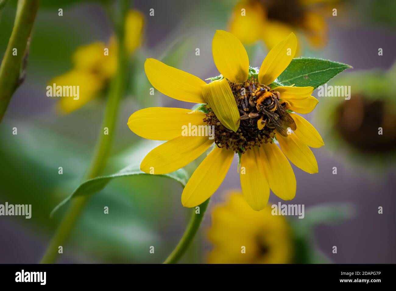 Bumble Bee sur un tournesol dans un jardin d'arrière-cour Banque D'Images
