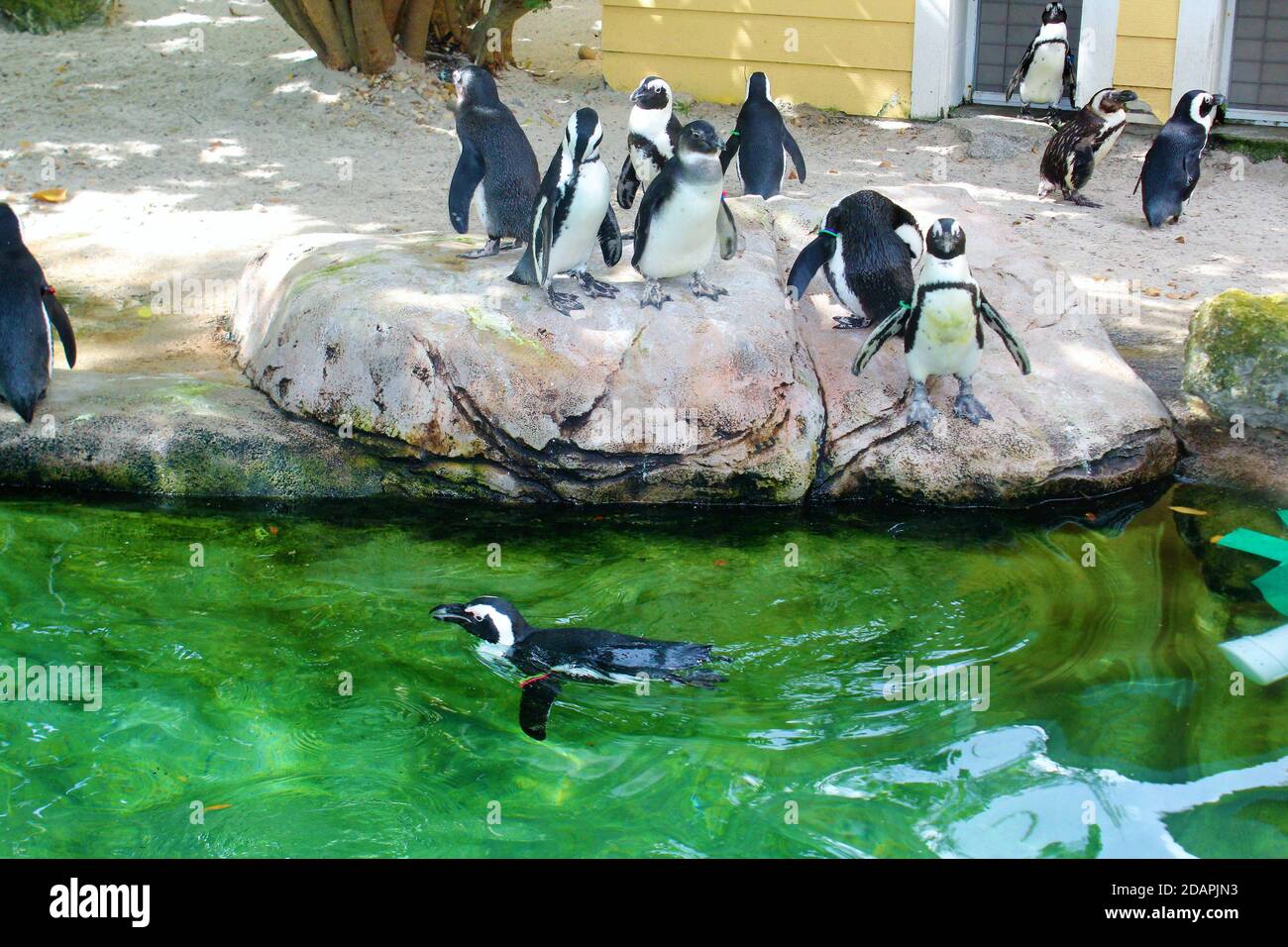 Groupe de pingouins observant une nage avec les pingouins Banque D'Images