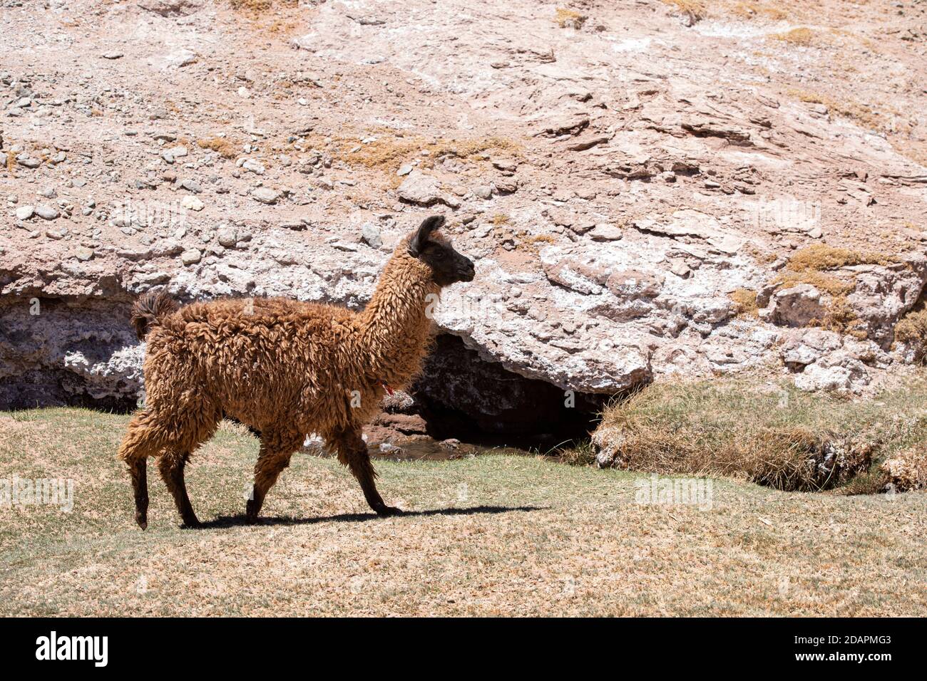 Llama, Lama glama, près de la route 33, Piedra del Molino, Parc national de Los Cardones, province de Salta, Argentine. Banque D'Images