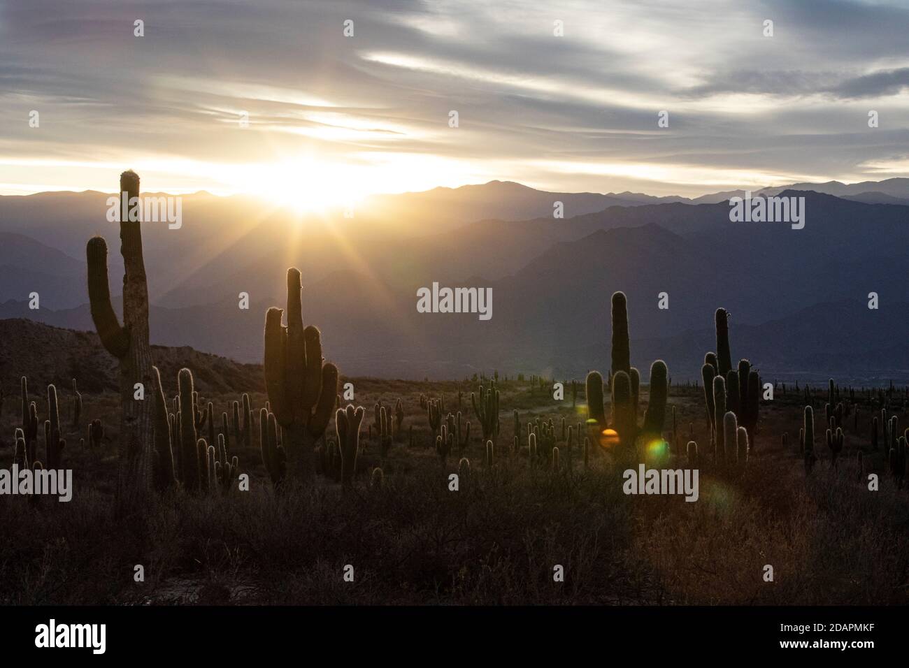 Coucher de soleil sur le cactus du saguaro argentin, Echinopsis terscheckii, parc national de Los Cardones, province de Salta, Argentine. Banque D'Images