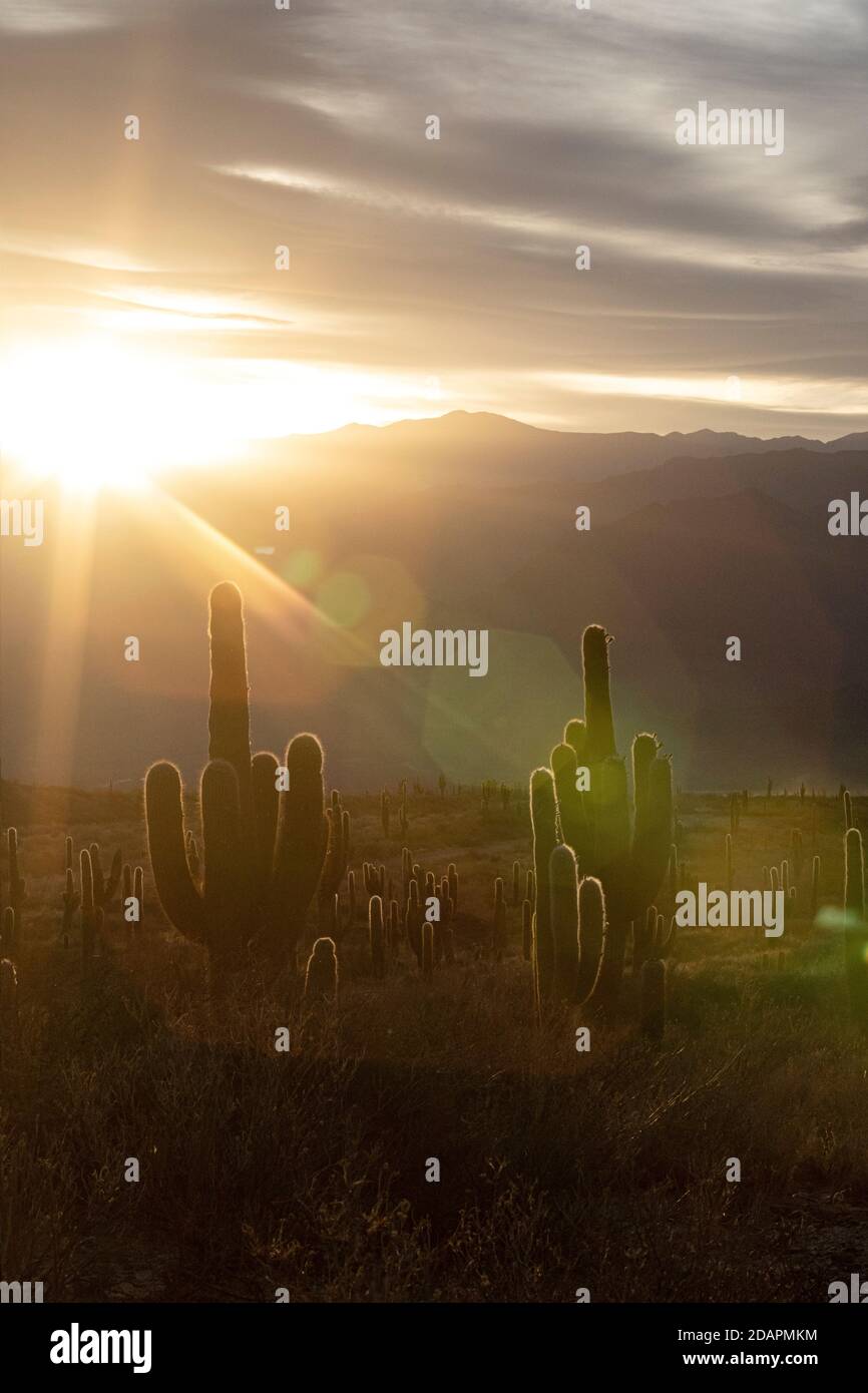 Coucher de soleil sur le cactus du saguaro argentin, Echinopsis terscheckii, parc national de Los Cardones, province de Salta, Argentine. Banque D'Images