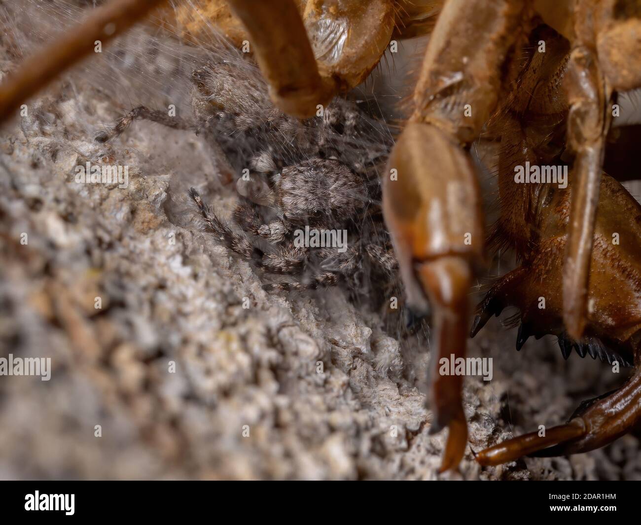 Couple d'araignées sauteuses de l'espèce Platycryptus magnus ci-dessous une exsuvia cicada Banque D'Images