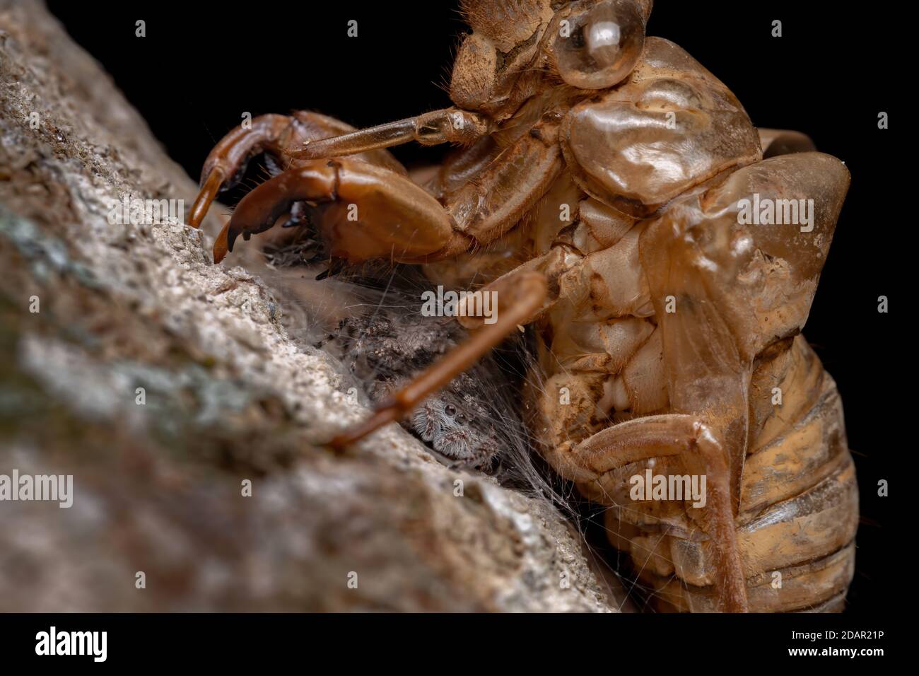 Couple d'araignées sauteuses de l'espèce Platycryptus magnus ci-dessous une exsuvia cicada Banque D'Images