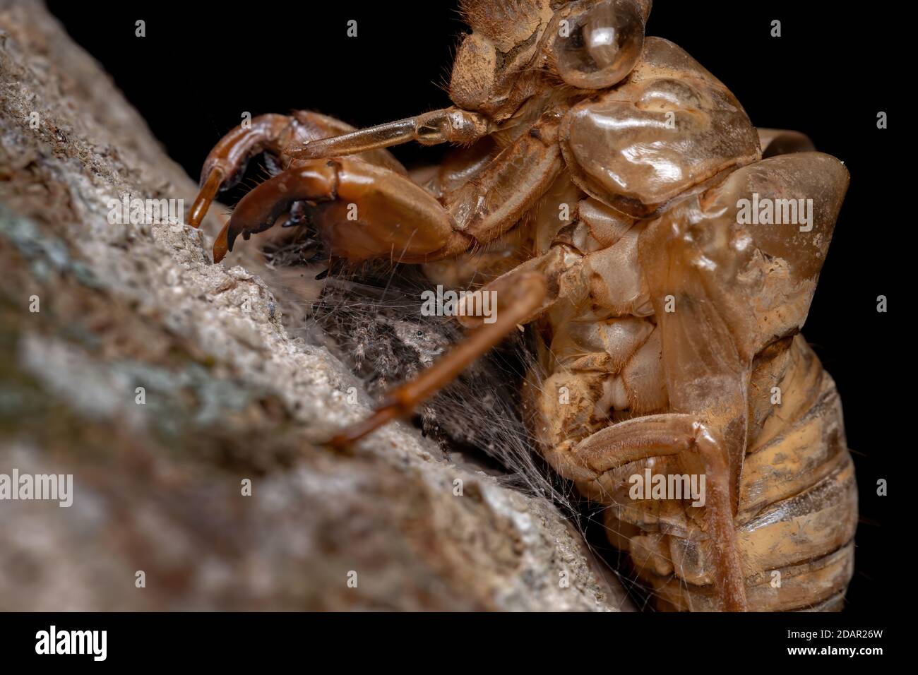 Couple d'araignées sauteuses de l'espèce Platycryptus magnus ci-dessous une exsuvia cicada Banque D'Images