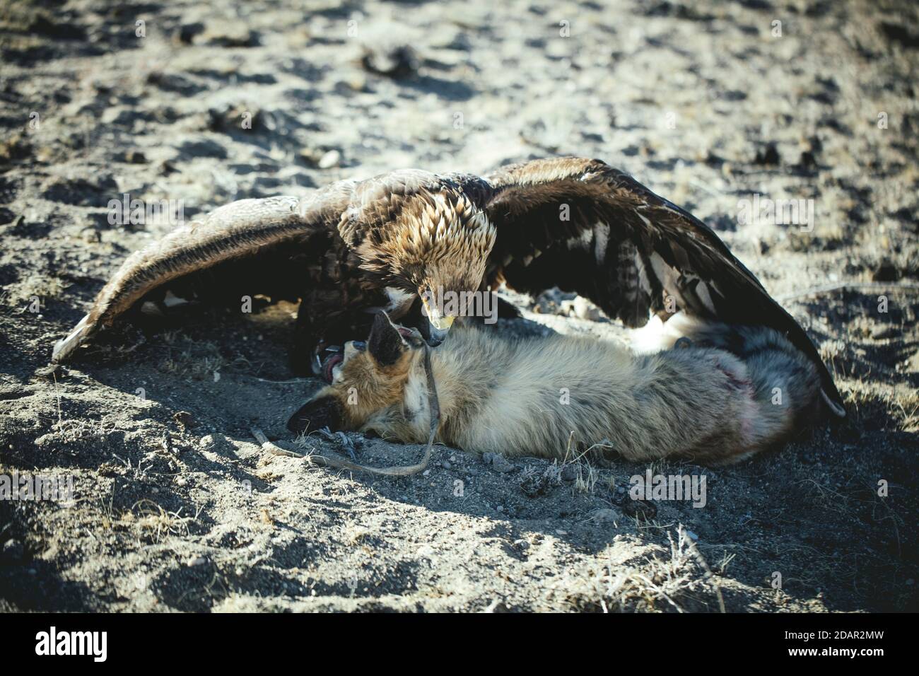 L'aigle femelle Paimas après le battement d'un renard, Kisil Char, Olgii, Mongolie Banque D'Images