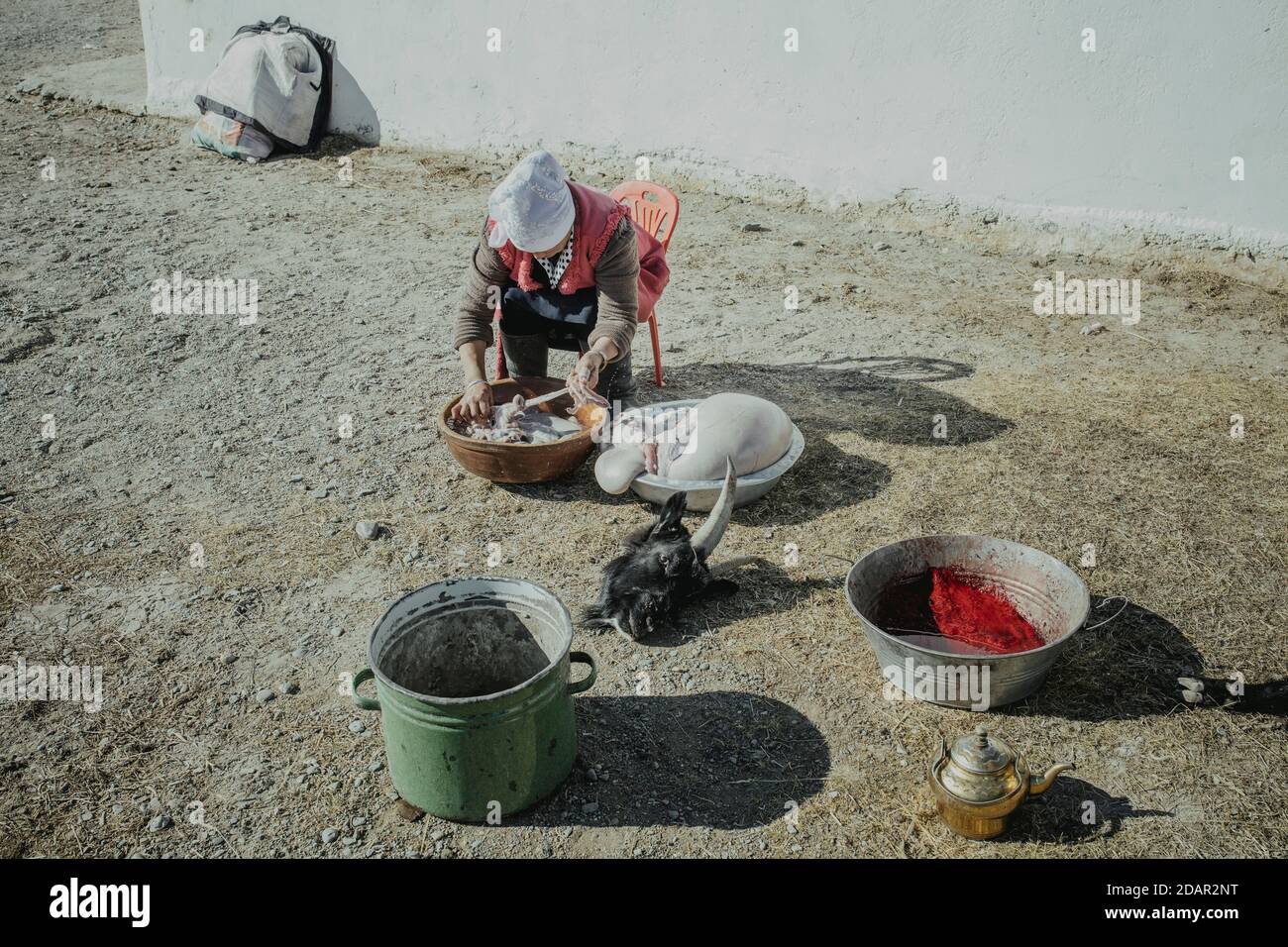 Jamalgan, femme du chasseur d'aigles Bashakhan SPAI, nettoie les intestins et l'estomac d'une chèvre abattue, Kisil Char, Olgii, Mongolie Banque D'Images