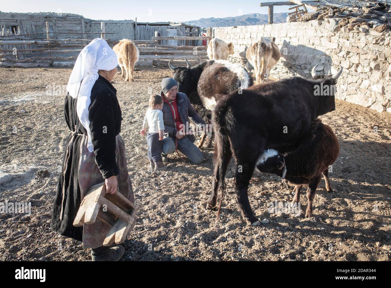 Nomades dans les montagnes de l'Altaï, vaches laitières, province d'Olgii, Mongolie Banque D'Images