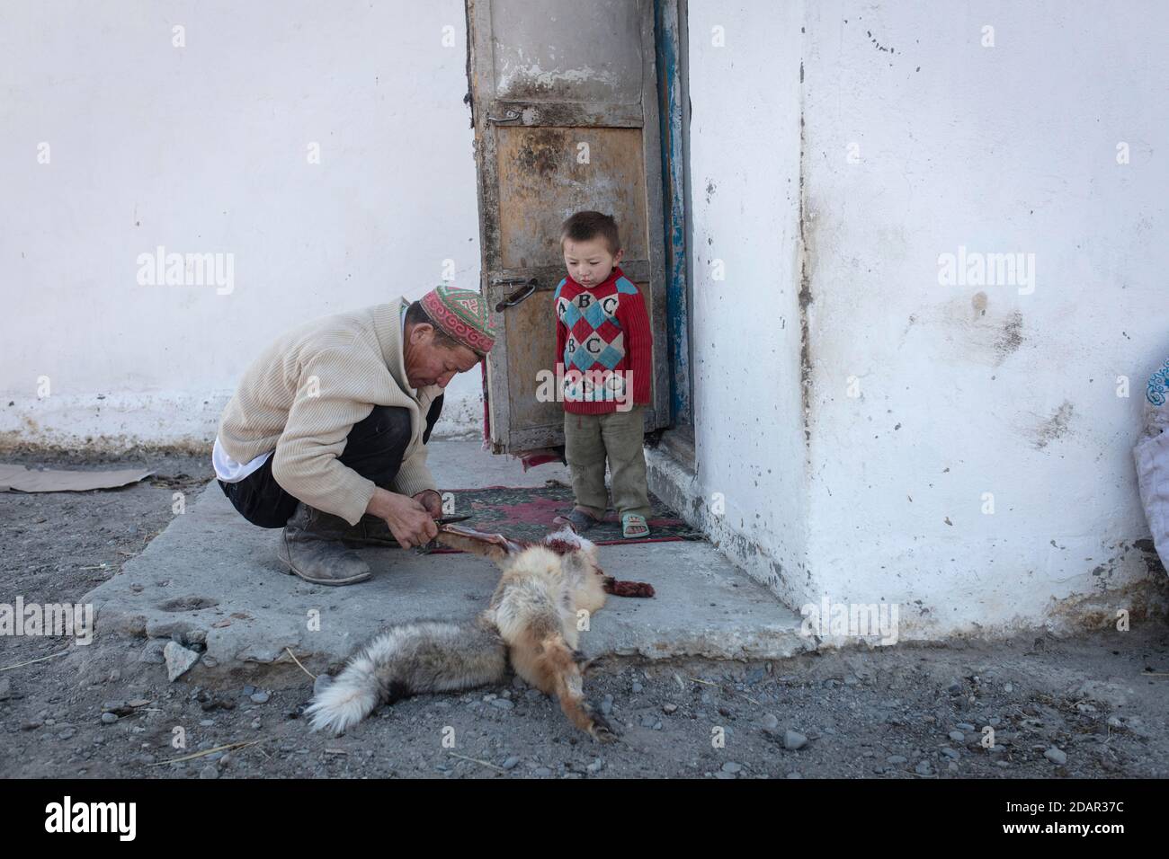 SPAI Bashakhan skins un renard, qui a été battu par son aigle, il nourrit l'aigle la viande du renard, de la fourrure qu'il fabrique, province d'Olgii Banque D'Images