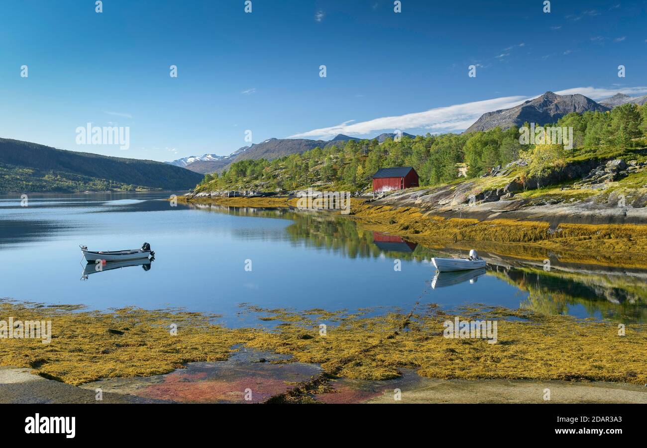 Bateaux à moteur dans un fjord calme avec de l'herbe de mer jaune, des montagnes à l'arrière, Nordland, Norvège Banque D'Images