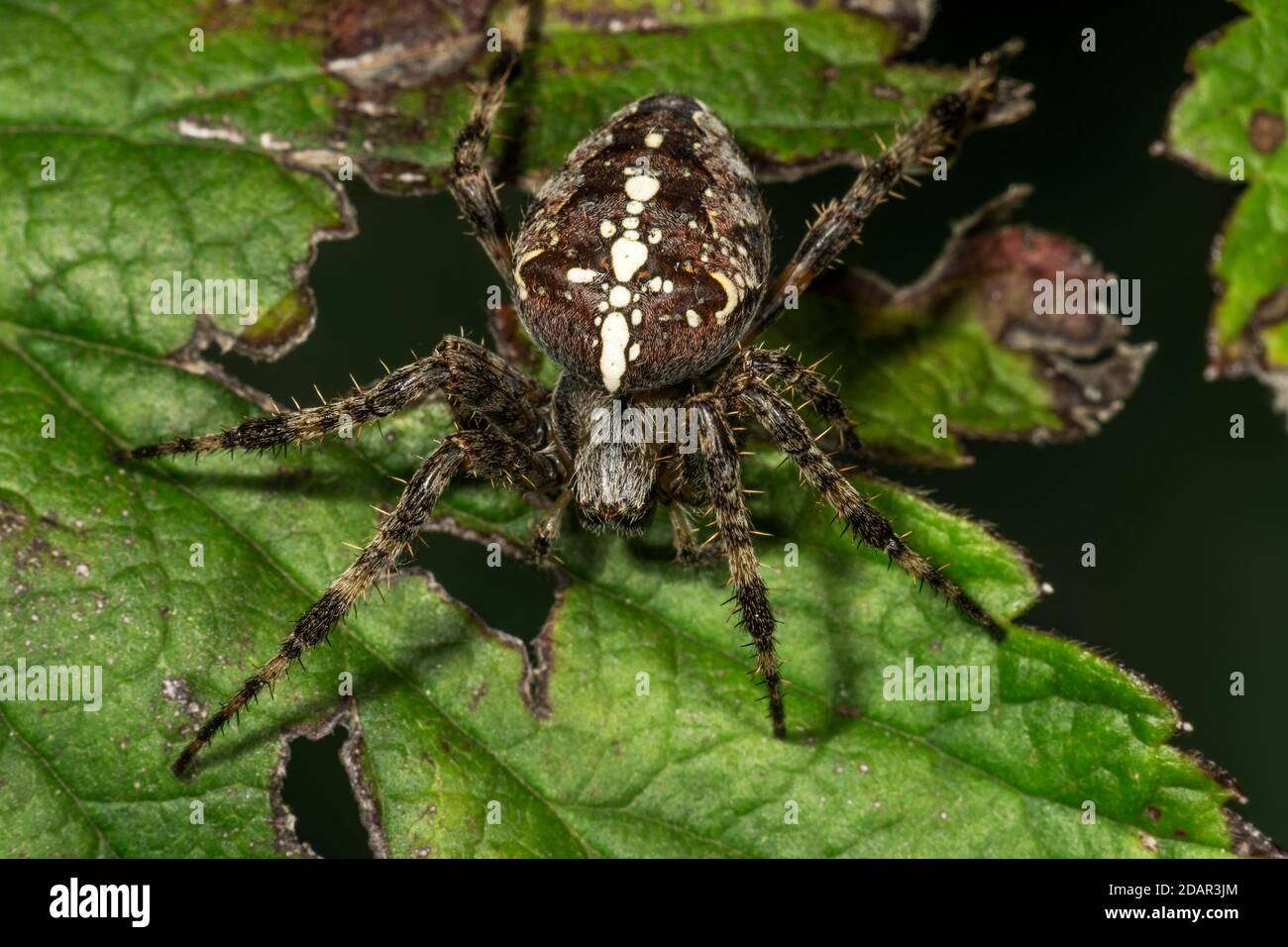 Araignée de jardin européenne (Araneus diadematus) sur une feuille, Bade-Wurtemberg, Allemagne Banque D'Images