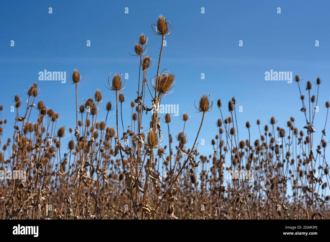 Graines sauvages (Dipsacus fullonum), champ d'automne, Bavière, Allemagne Banque D'Images