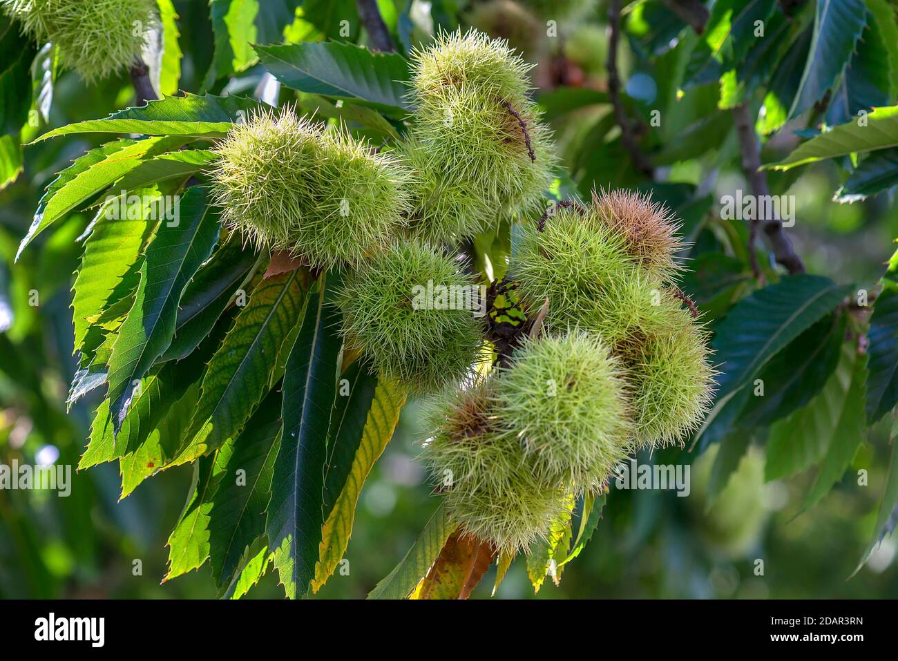 Fruits du châtaignier (Castanea sativa) Am Baum, Rhénanie-du-Nord-Westphalie, Allemagne Banque D'Images