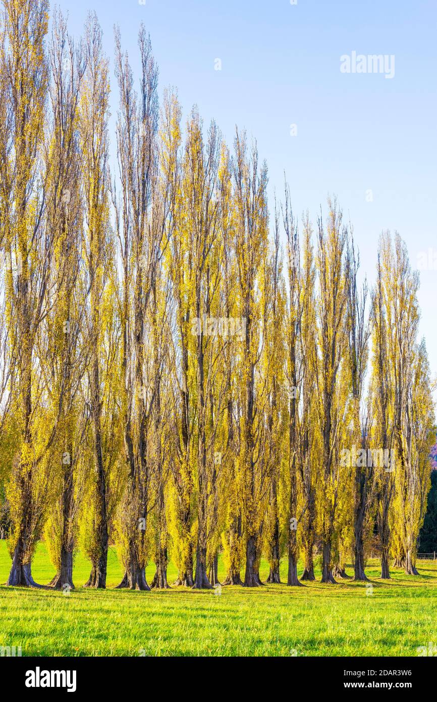 Columnaire avenue peuplier, peuplier pyramidal, peuplier pyramidal (Populus nigra var. Italica) Alb souabe, Bade-Wurtemberg, Allemagne Banque D'Images