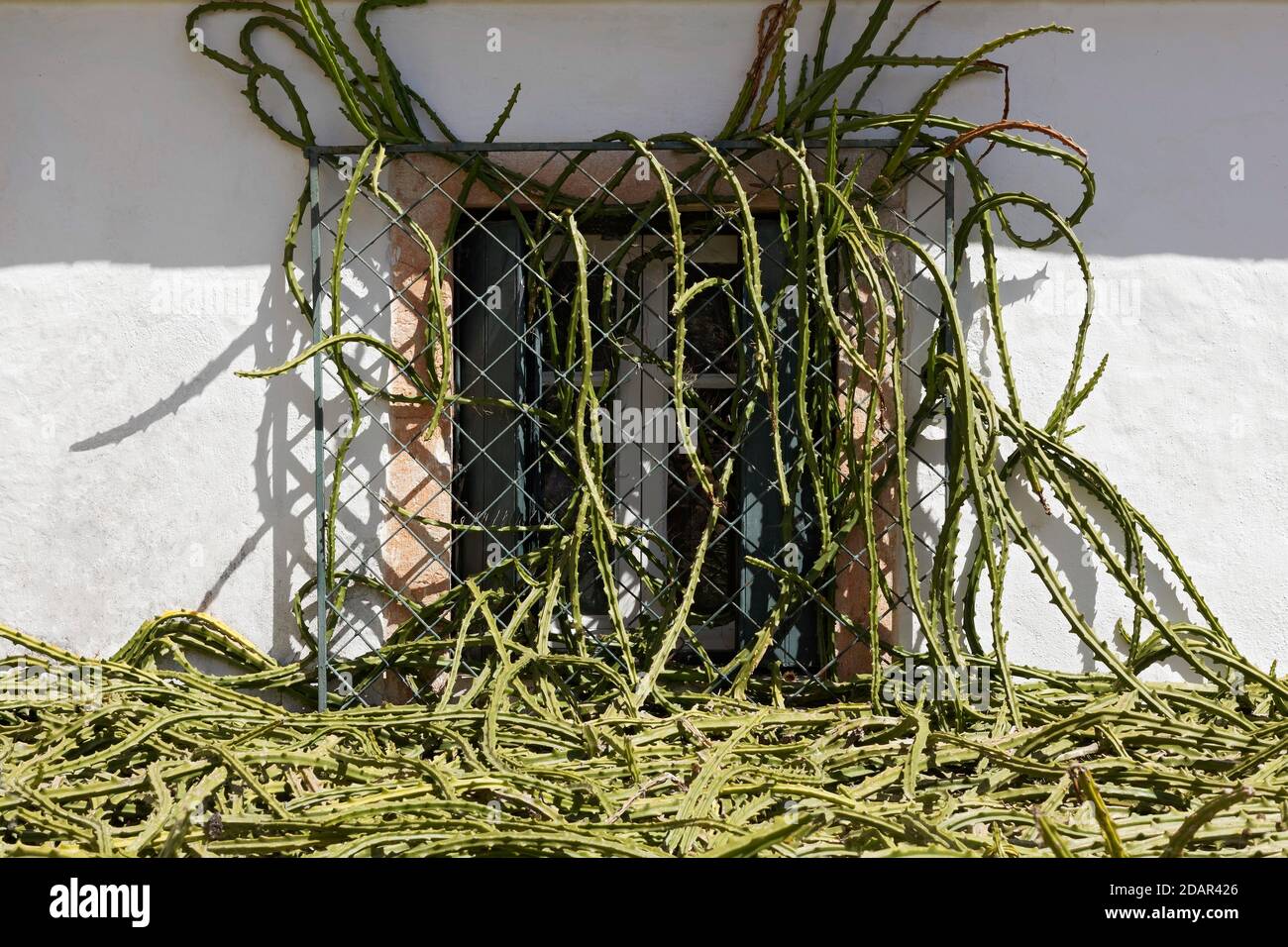 Cactus à whip, cactus à serpent (Aporocactus), fenêtre barrée surcultivée, île de Corfou, îles Ioniennes, Grèce Banque D'Images
