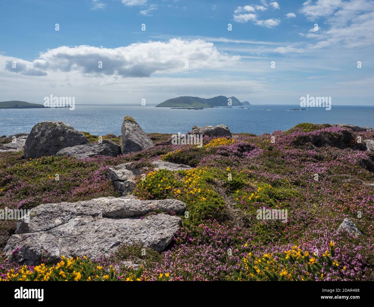 Floraison de bruyère et (Genista), derrière elle, Blasket Islands, comté de Kerry, Irlande Banque D'Images