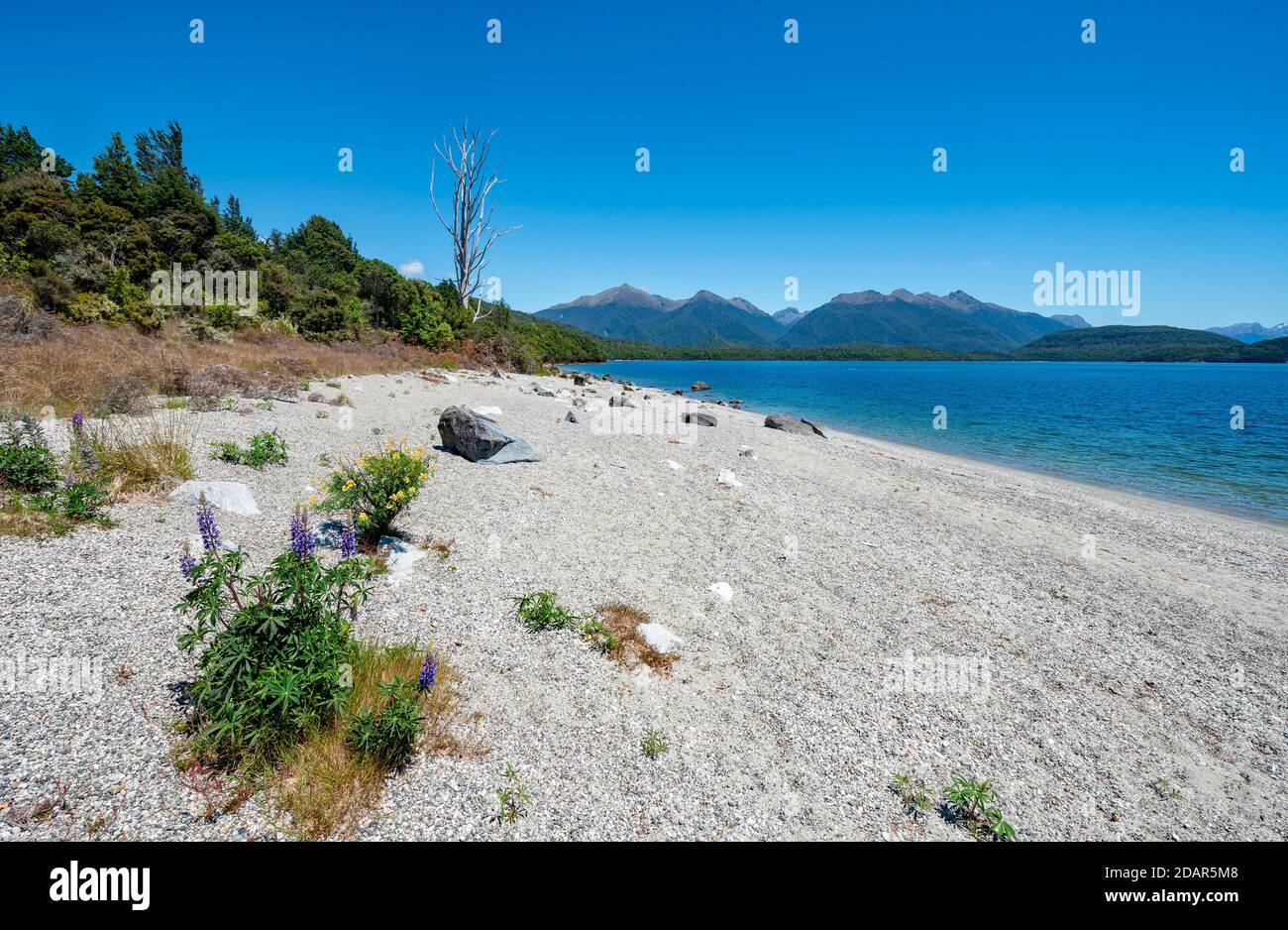 Plage au lac, Frasers Beach, Lac Manapouri, Manapouri, Île du Sud, Nouvelle-Zélande Banque D'Images