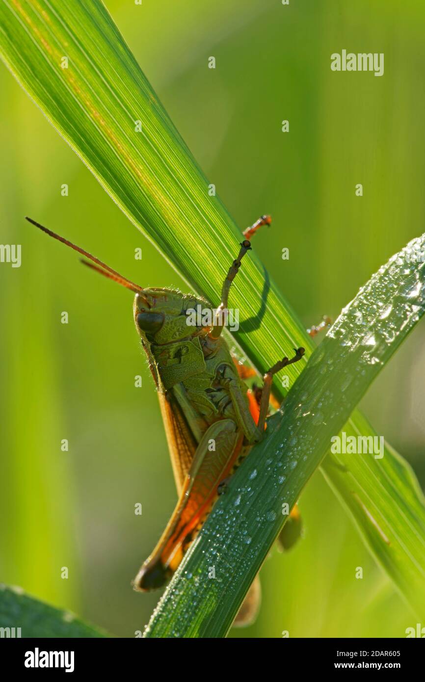 Grande sauterelle de marais femelle (Stethophyma grossum) assise sur une lame d'herbe, Hesse, Allemagne Banque D'Images