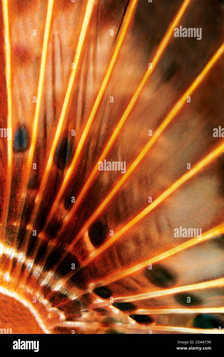 Nageoire pectorale, détail poisson-Lion rouge (Pterois volitans), Pacifique, Grande barrière de corail, patrimoine mondial de l'UNESCO, Australie Banque D'Images