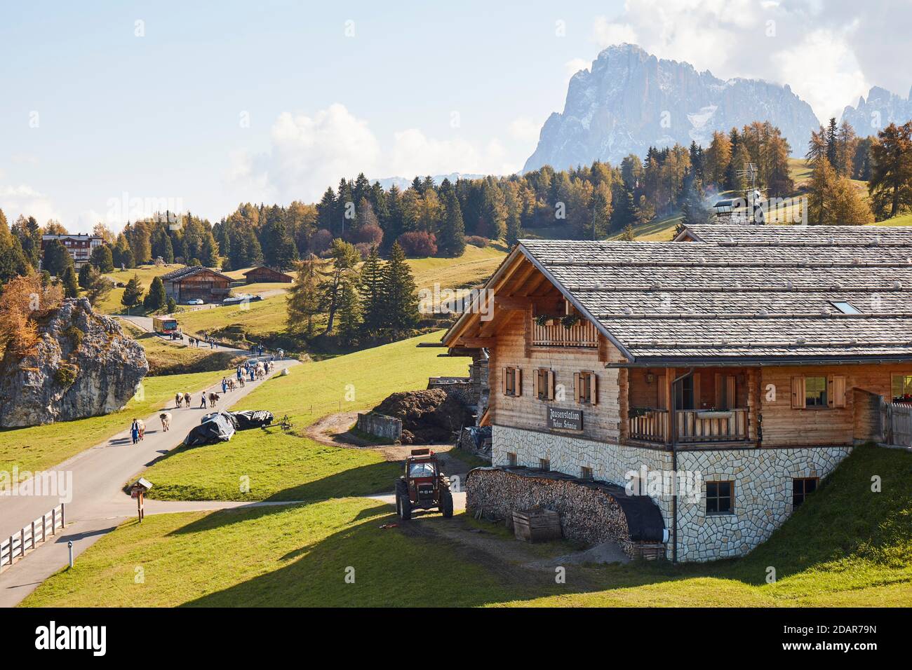 Almabtrieb sur l'Alm Seiser en automne, Alpe di Siusi, Tyrol du Sud, Italie Banque D'Images