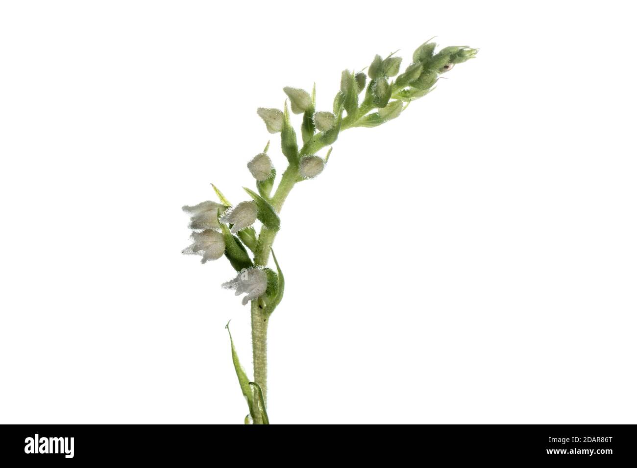 Goodyera repens (Goodyera repens) Orchid de l'année 2021, Pruemzurlay, Niederweis, Rhénanie-Palatinat, Allemagne Banque D'Images