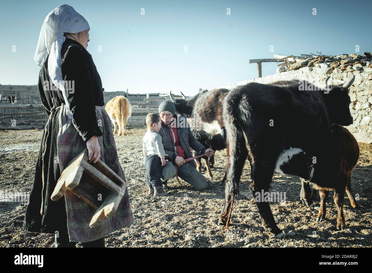 Jamalgan, femme de Bashakhan SPAI, traite les vaches et les chèvres le matin. Tileuzhan, le fils aîné, l'aide à laiter Kisil Char, Olgii, Mongolie Banque D'Images