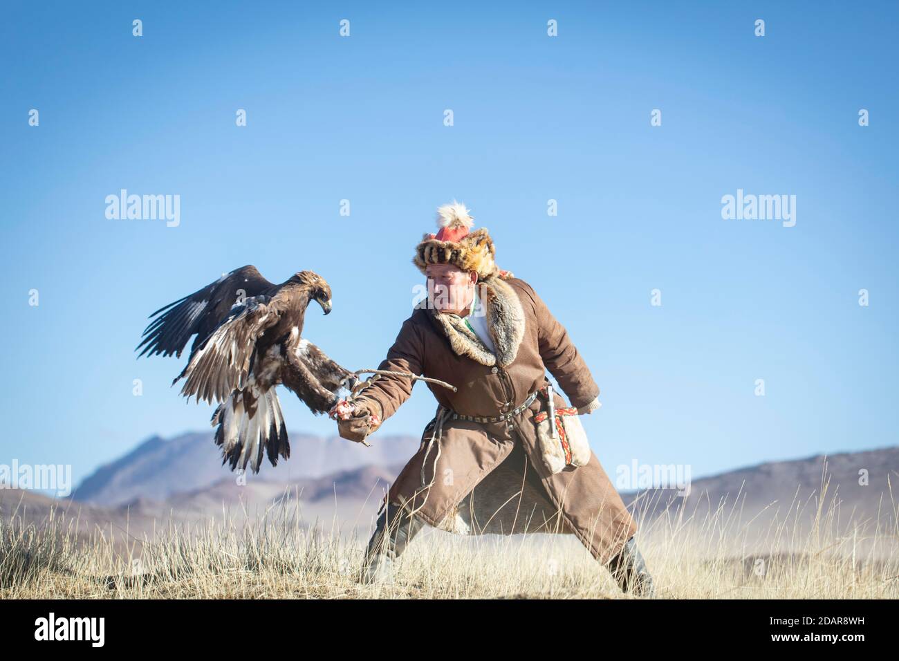 SPAI Bashakan forme son aigle féminin, Olgii, Mongolie Banque D'Images