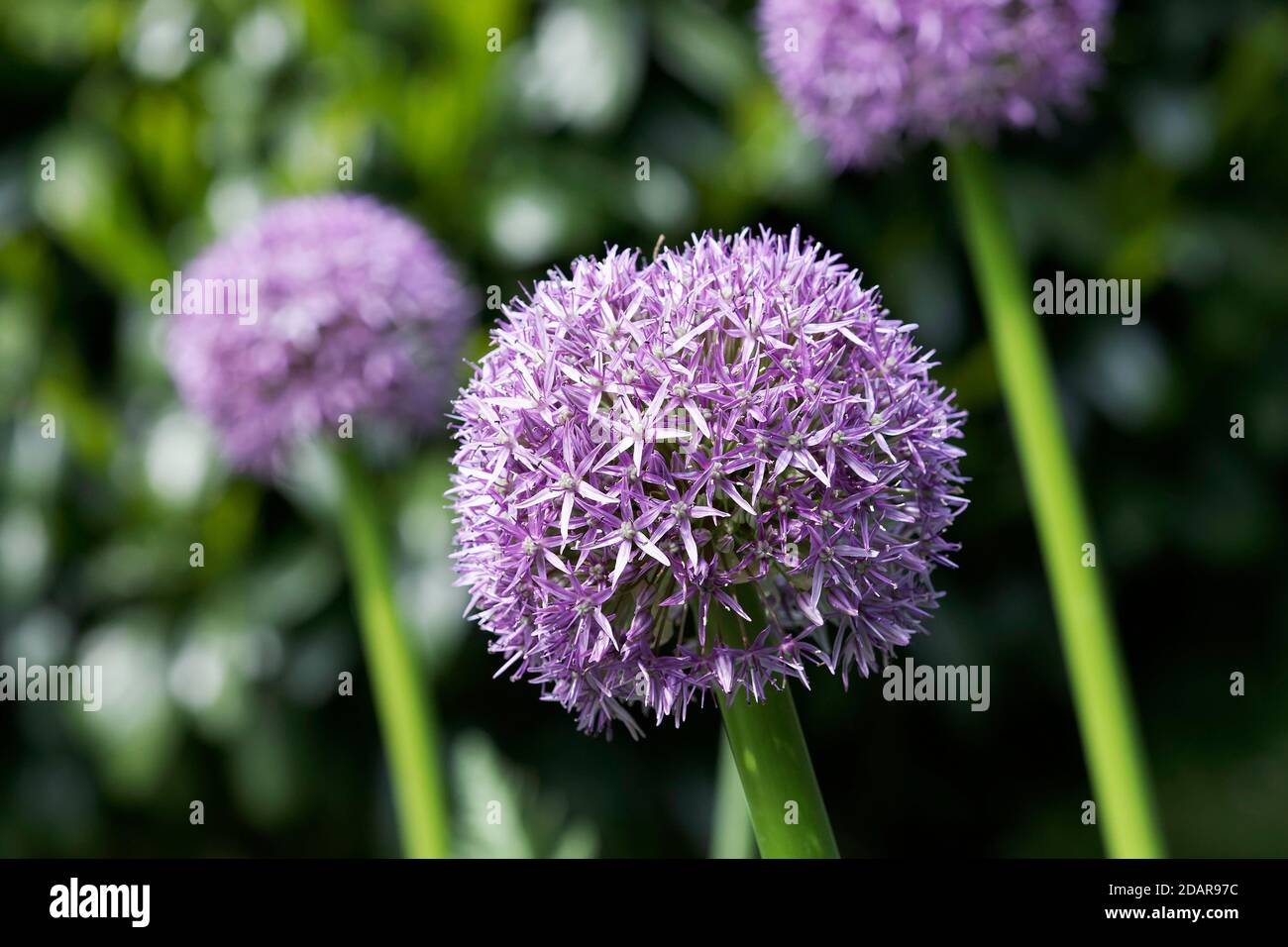 Oignon perse (Allium christophii) ail ornemental, ombelle sphérique, jardin, Allemagne Banque D'Images
